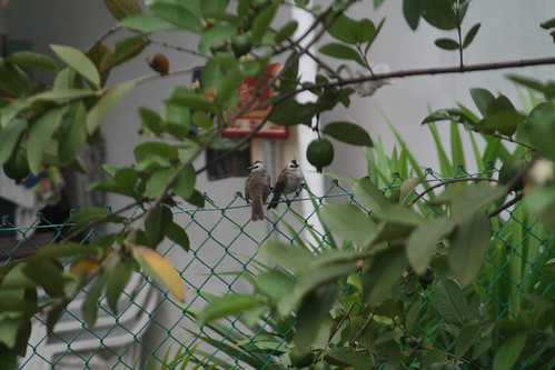Bulbuls by guava tree (4)