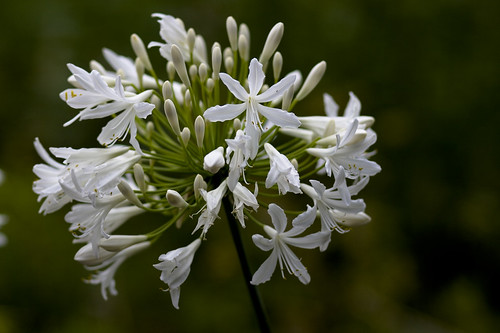 weisser agapanthus