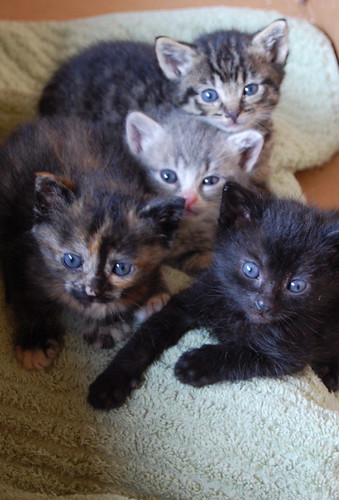 All Four Foster Babies