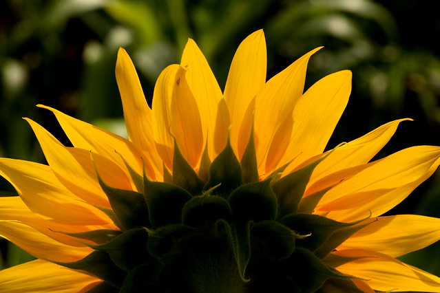 sun-flower