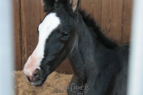 Brand new filly!