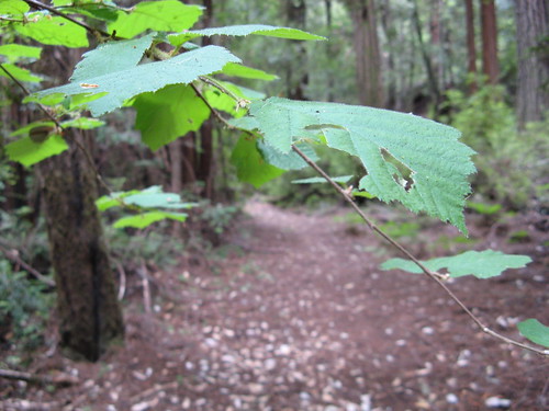 Leaves, trail