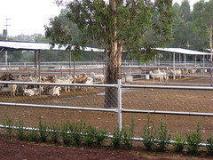 Sheep farm in Mexico