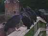American Black Vultures
