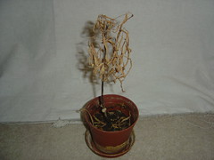 My Dead Plants (1)