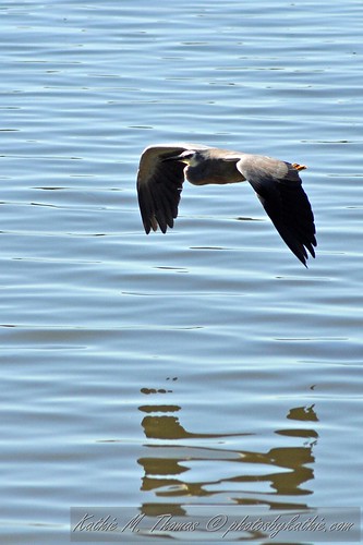 White faced Heron skimming lake