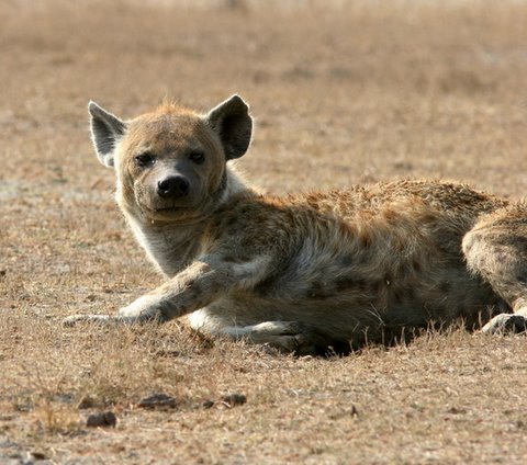 Hyena looks...