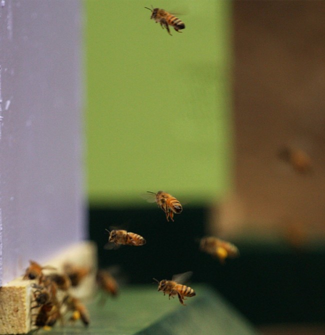 beekeeping 197 (650 x 670)