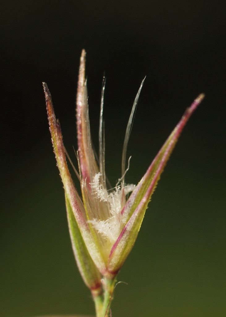 Calamagrostis epigejos (48°08' N 16°33' E)