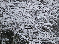 Snowy Twigs