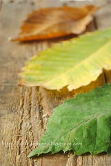 Foglie di Castagno-Chestnut Leaves