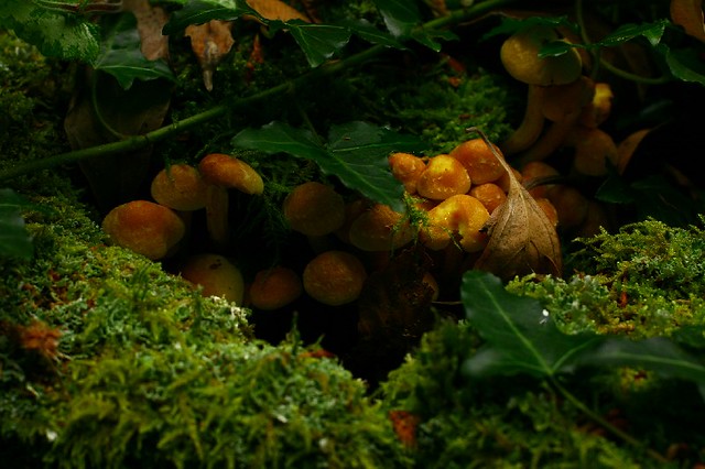 Moss and Fungi