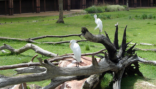 Snoozing Birds at Walt Disney World's Animal Kingdom Resort. photo sharing via flickr.