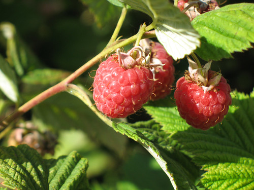 raspberries1