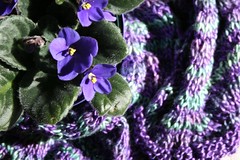 silk chevron and violets