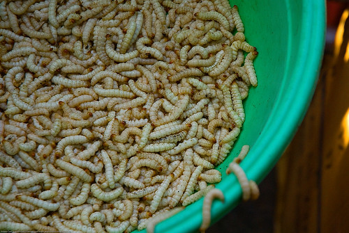 Grubs for sale at market in Chiang Rai