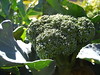 garden #3699: AWESOME broccoli