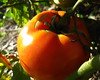 garden #3925: gibbous tomato