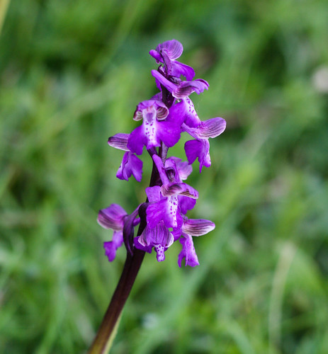 Purple orchids on Clattinger Farm