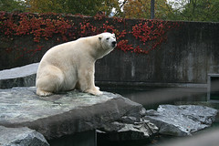 Eisbär / polar bear