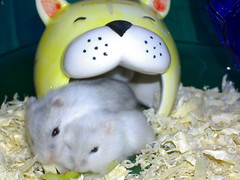 2007-Sep-20_baby_hamsters-new_home-3