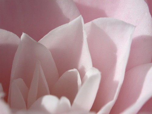 camellia petals