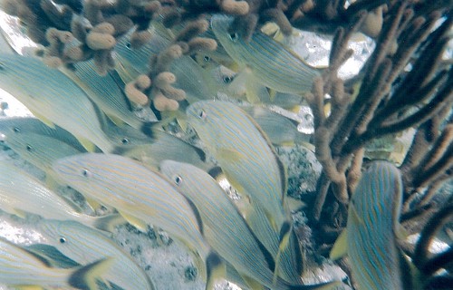 Fishes in the coral Reef