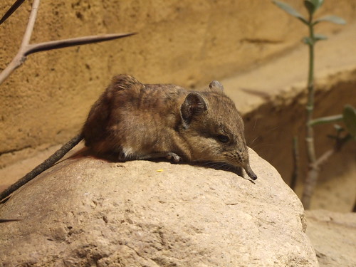 Elephant Shrews (Family Macroscelididae) · iNaturalist.org