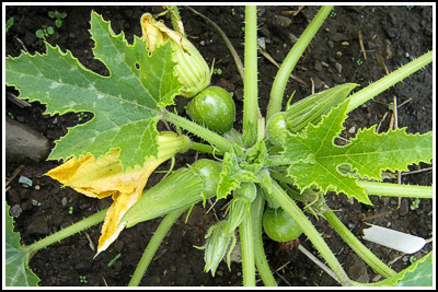 green courgettes copy