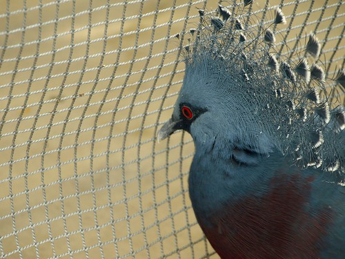 カンムリバト crown pigeon