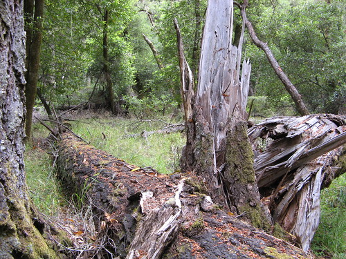 Old, fallen trees