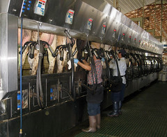 modern dairy farm