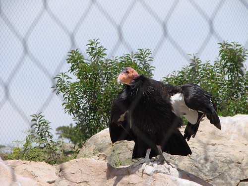 california condor facts. Captive California condor at