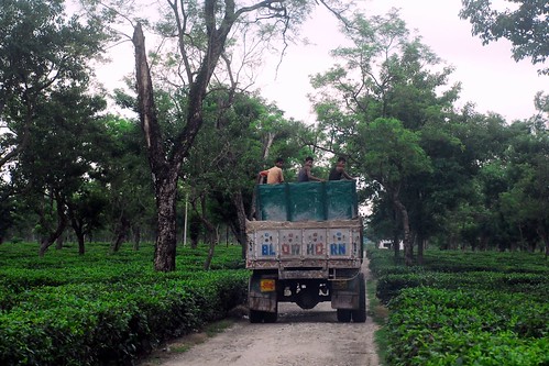 Tea Planations, Siliguri, West Bengal