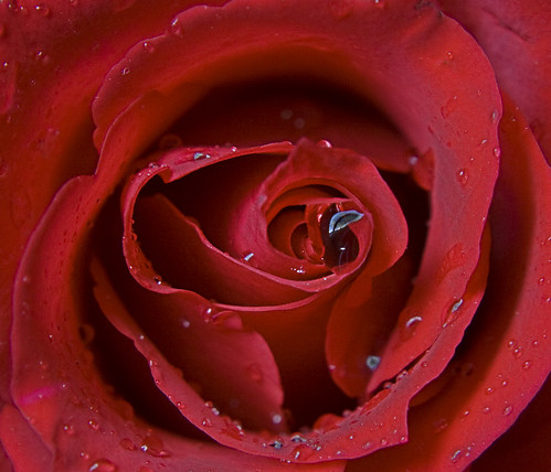 images of roses with rain drops. RAIN DROP IN SHADED MAPLE LEAF!I LOVE LIFE!