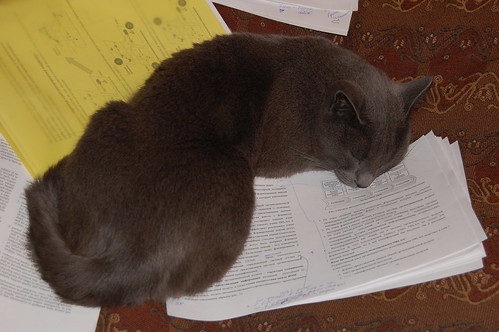 Scholar cat /  ©  dmitryku