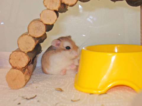 funny hamster pictures. Manolo Hamster has skinny feet