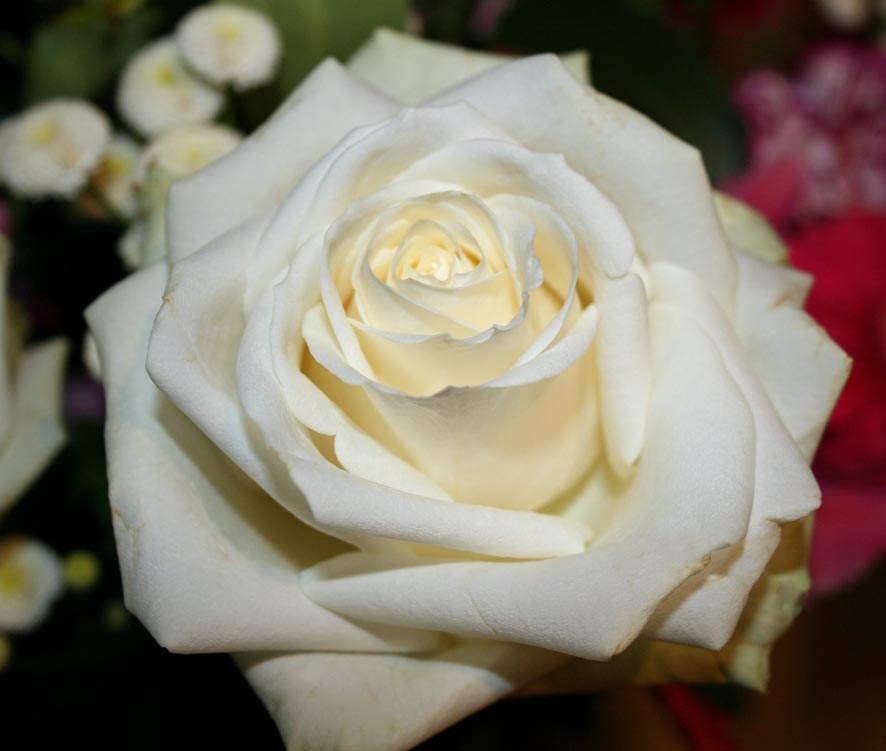 This is one of the flowers - a beautiful white rose. Posted by Bobs at 13:25