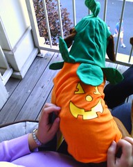 Scooter the pumpkin