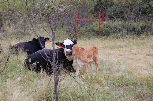 Mama heifer and calf