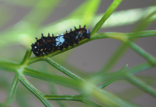 black and white caterpillar. Tiny Black and White Caterpillar