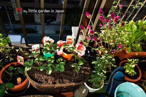 my-little-garden-in-japan-nov-2010-5