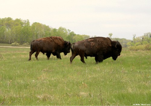 Bisons. riding Mountain Prov park. Manitoba