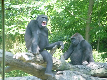 Western lowland gorillas at the Bronx Zoo