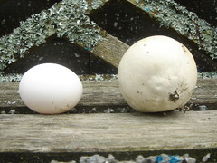 An egg and a puffball