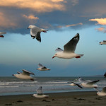 Photograph of my pet seagulls