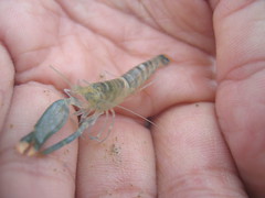 shrimp 2august2004intertidal