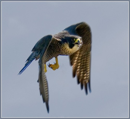 peregrine falcon in flight. Peregrine falcon in flight