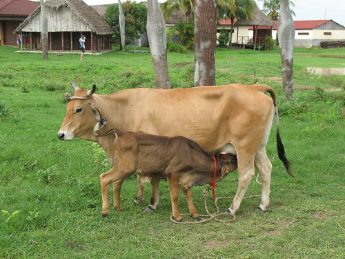 animals, Western Cuba
