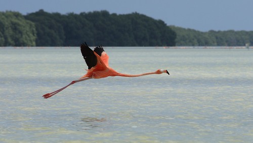Fly Flamingo Fly